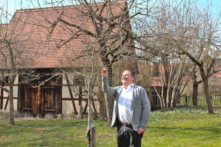 Im Garten des Fränkischen Museums wurde vor gut drei Jahren ein neuer Baum mit Früchten der Feuchtwanger Butterbirne gepflanzt. Zweiter Bürgermeister Walter Soldner möchte die Feuchtwanger Birnensorte vor allem in der Kreuzgangstadt wieder bekannt machen und stärker etablieren.
