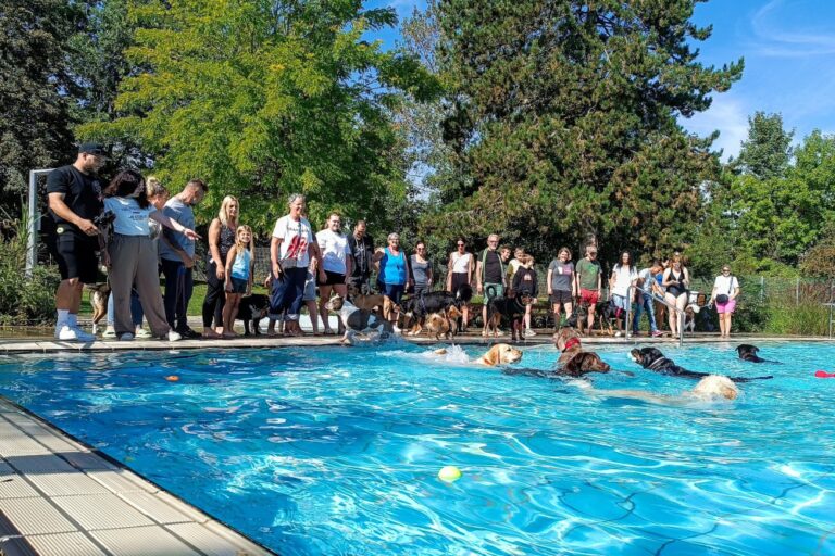 Großer Andrang zum Abschluss der Feuchtwanger Freibadsaison 2025: insgesamt 69 Vierbeiner plantschten beim Hundeschwimmen ausgelassen im Freibad - auch zur Freude ihrer Begleitpersonen.