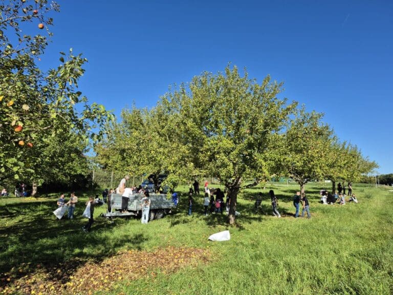 Bei einer gemeinsamen Sammelaktion zum Schulstart ernteten die Kinder und Jugendliche der 4. bis 6. Jahrgangstufe der Grund- und Mittelschule Feuchtwangen-Land rund vier Tonnen Äpfel. (Foto: Andrea Feuchter-Ballbach)