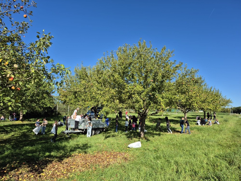 Bei einer gemeinsamen Sammelaktion zum Schulstart ernteten die Kinder und Jugendliche der 4. bis 6. Jahrgangstufe der Grund- und Mittelschule Feuchtwangen-Land rund vier Tonnen Äpfel. (Foto: Andrea Feuchter-Ballbach)