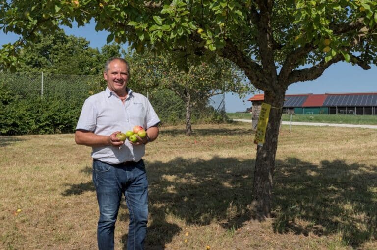 In Feuchtwangen sind die städtischen Obstbäume wieder markiert und bereit für die Ernte. Zweiter Bürgermeister Walter Soldner plant zudem besondere Ernteaktionen für Kinder und Jugendliche sowie die 2. Feuchtwanger Mostprämierung.