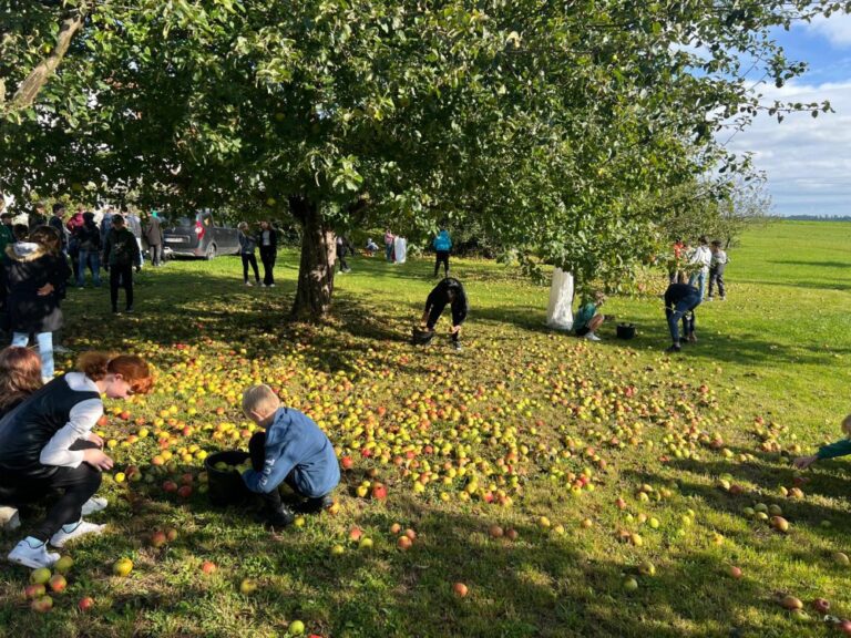 Jugendliche der Mittelschule Feuchtwangen-Land lernten mehr über die Vielfalt heimischen Streuobstes und sammelten fleißig Äpfel auf Wiesen im Feuchtwanger Gebiet. (Foto: Walter Soldner)