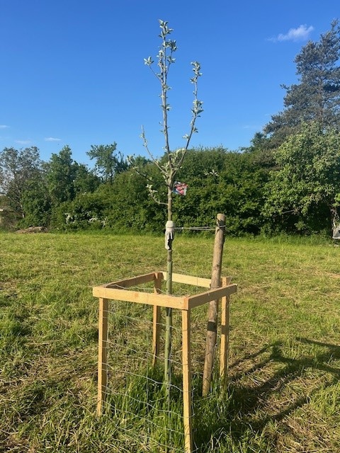 Die Initiative "Streuobst für alle" ist in Feuchtwangen auf große Resonanz gestoßen. Inzwischen konnten über die Stadt Feuchtwangen bereits 120 Obstbäume verteilt und gepflanzt werden. (Foto: Walter Soldner)